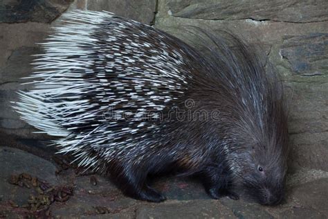 Indian Crested Porcupine Stock Image Image Of White