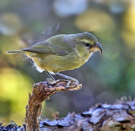 Hawaiian Honeycreeper Lineage Drpanidini