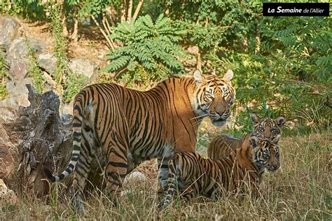 Le PAL Shankra le bébé tigre du parc prend du poids