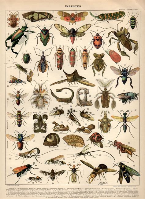 Vintage Insect Prints History Posters Insect Art