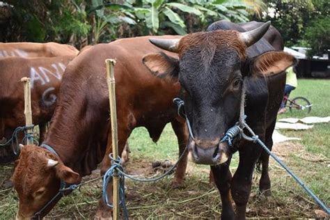 Sambut Idul Adha Pemkot Kupang Serahkan 20 Ekor Sapi Kurban