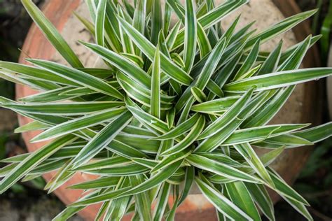 Le Meilleur M Lange De Terre Pour Les Plantes Araign Es Conseils