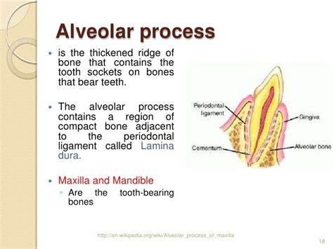 Alveolar bone