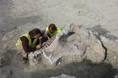 New Species Of Titanosaur Identified Amid Group Of Ancient Skeletons