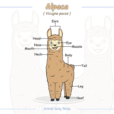 Premium Vector Parts Of An Alpaca Cartoon