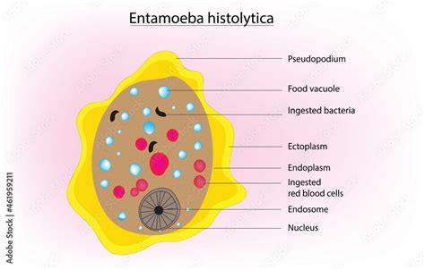 Labeled Cell Diagram Of Entamoeba Histolytica Stock Vector Adobe Stock