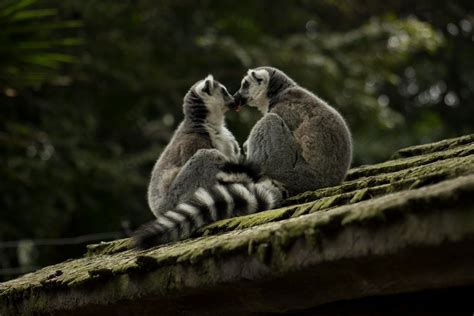 Lemur Photos, Download The BEST Free Lemur Stock Photos & HD Images