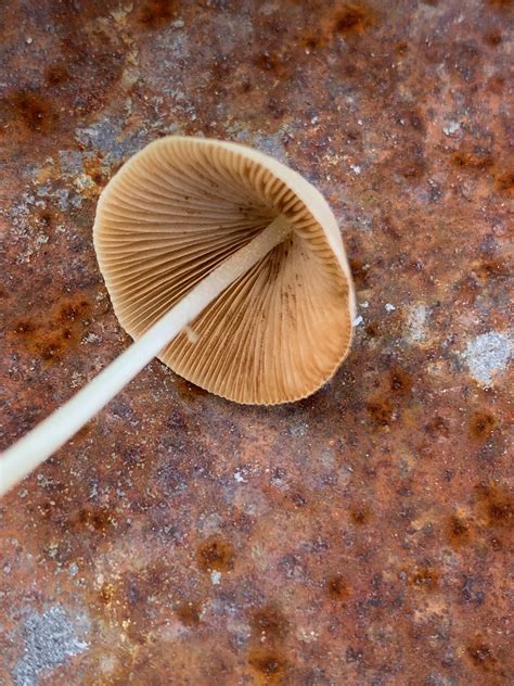 Conocybe Apala Milky Cone Cap Mushrooms Of Ct