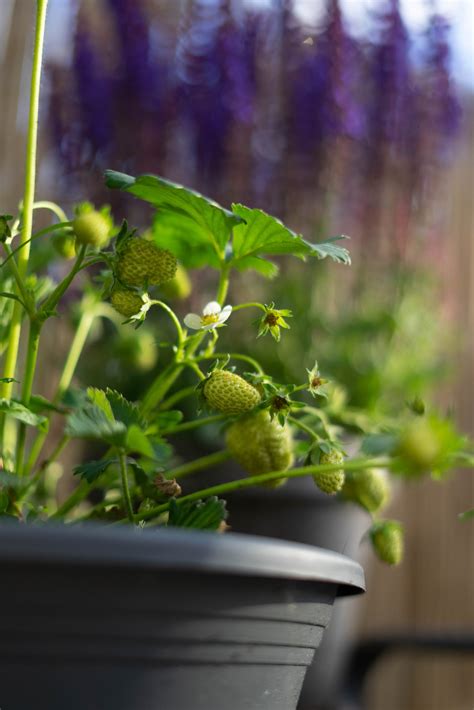 Best Compost For Strawberries: Strawberry Plant Guide - Cosy Home Blog