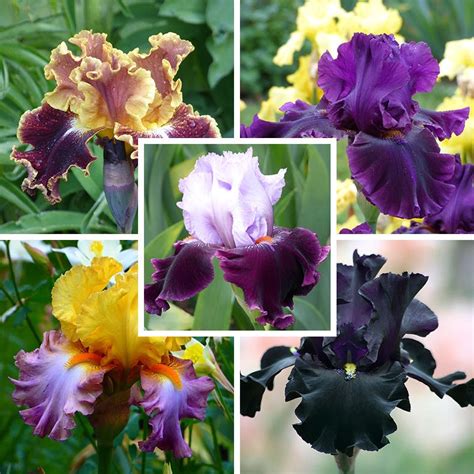 Shop Bearded Iris - August Shipped| American Meadows