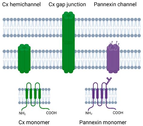 Biomedicines Free Full Text Connexins Pannexins And Gap Junctions