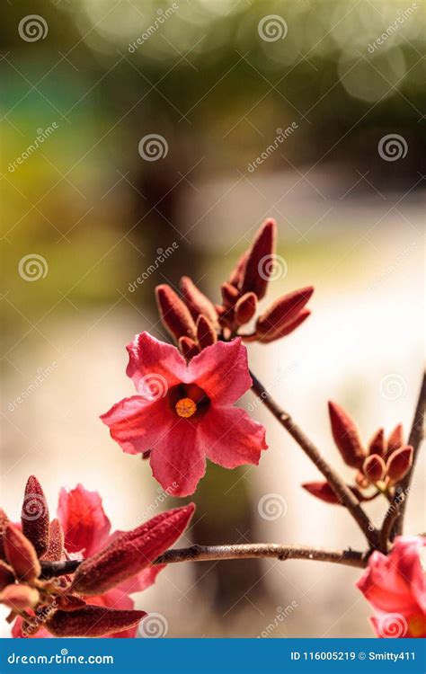 Kurrajong Hybrid Pink Flower Brachychiton Discolor X Bidwillii Stock