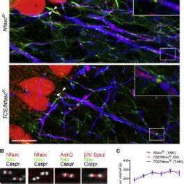 Node Of Ranvier Labeling In The Pns Rat And Mouse Sciatic And Cns