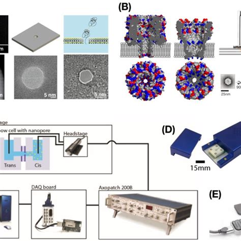 Nanopore Signal Characteristics A Current Blockades Are Protein Size