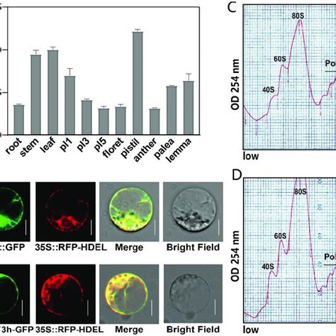 Expression Pattern And Subcellular Localization Of Oseif H And Its