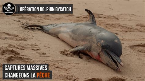 Opération Dolphin Bycatch plus de 70 animaux échoués en seulement 26