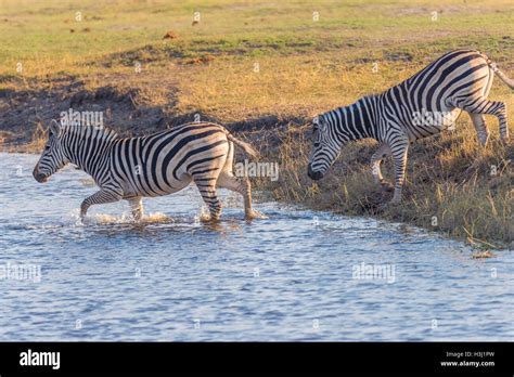 Zebras Crossing Chobe River Glowing Warm Sunset Light Wildlife Safari