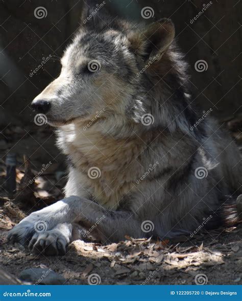 Fantastic Capture Of A Timber Wolf Resting Stock Photo Image Of Canid