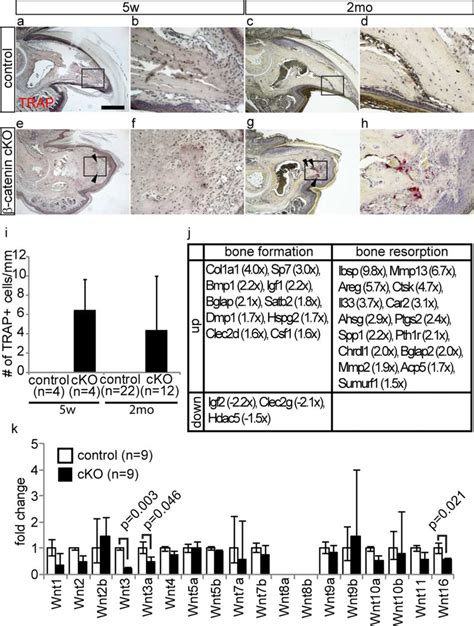 Depletion Of Epithelial β Catenin Results In The Activation Of Bone Download Scientific Diagram