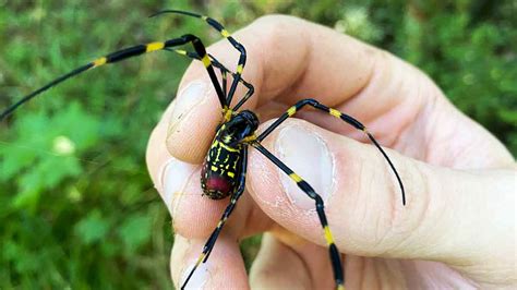 La araña voladora gigante que se expande por EU puede llegar a