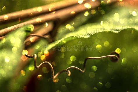 Abstract Nature Background Green and Yellow with Bokeh Stock Image - Image of bokeh, macro ...