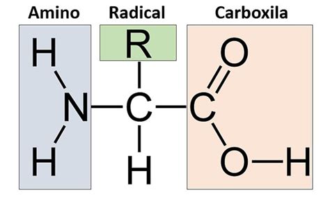 Proteínas Toda Matéria