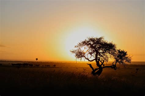 The Sunrise Safari Returns! – WildEarth