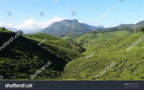 Munnar Kerala India January 19 2021 Stock Photo (Edit Now) 1936780690