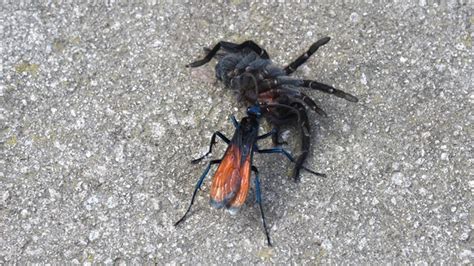 Spider Wasp Description Parasitoid Insects Hunting Habits