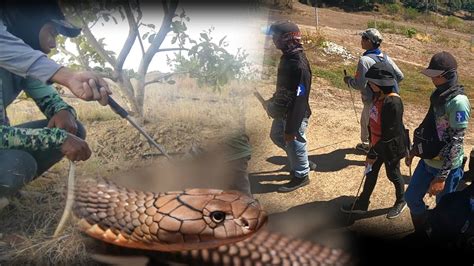 Nang Hahabol Na King Cobra Sa Umingan Pangasinan Sa Lupain Ni Dr Jen