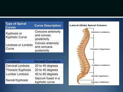 clinical Spine anatomy | PPTX