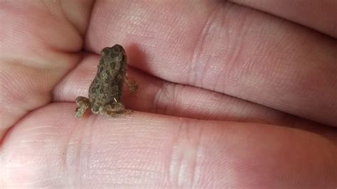 Cute Baby Toads