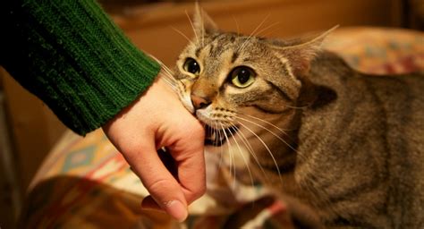 How To Stop Your Cat Biting You | Mad Paws Blog