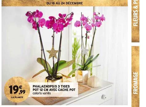 Promo Phalaenopsis 3 Tiges Pot 12 Cm Avec Cache Pot chez Intermarché