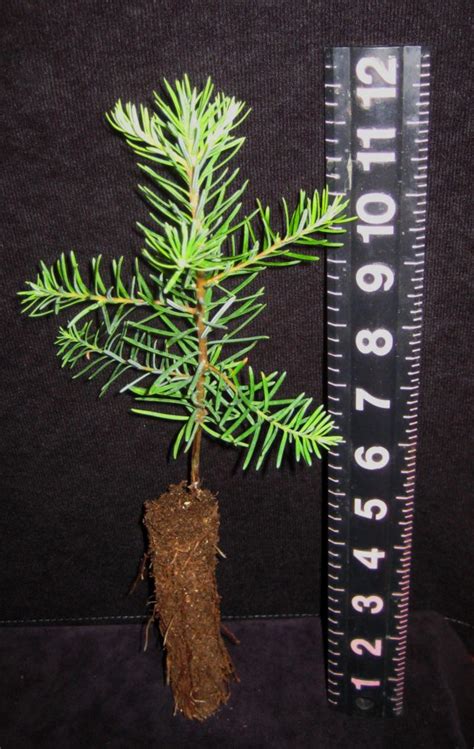 Abies Procera Noble Fir Plugs Brooks Tree Farm