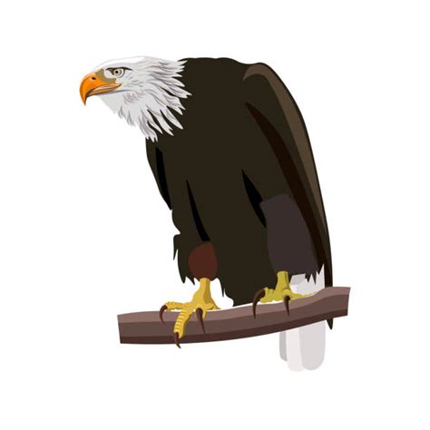 Bald Eagle Perched Illustrations Royalty Free Vector Graphics And Clip