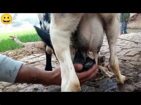 Goat Milking Prepare The Calf With Goats Milk Nikka Haji Youtube