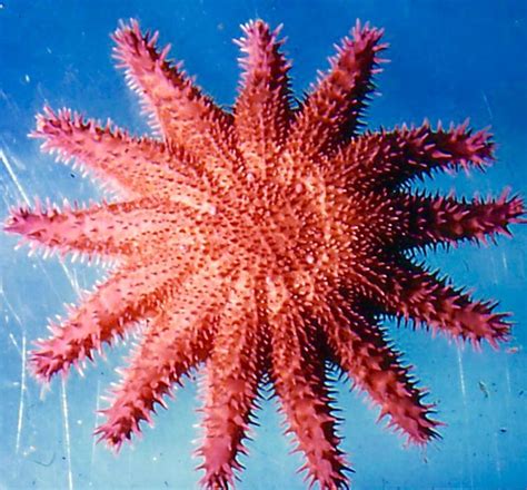 Crown of Thorns Starfish | Crown of thorns starfish, Crown of thorns ...