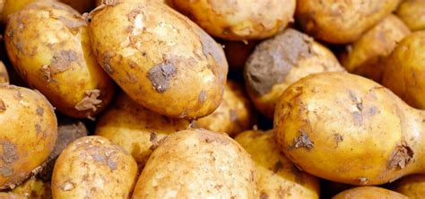 Can You Eat Raw Potatoes When They Can Be Poisonous Utopia