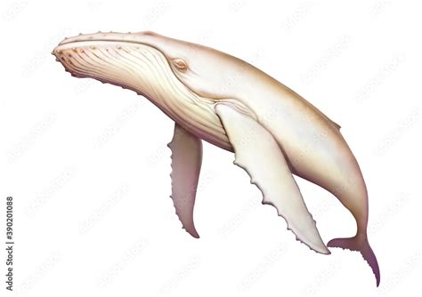 Humpback albino whale realistic illustration isolated. Big albino gray ...