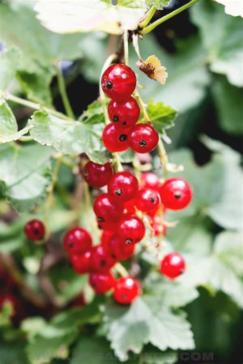 French Red Currant Jelly Without Pectin