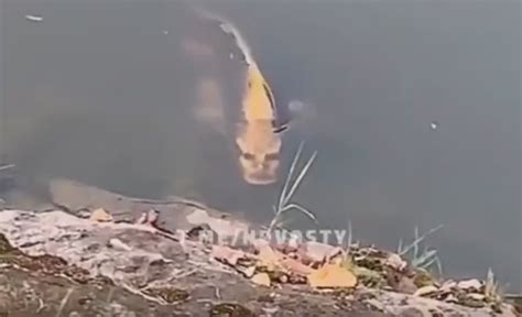 Chinese Tourist Spots Fish With ‘Human Face’ In Lake