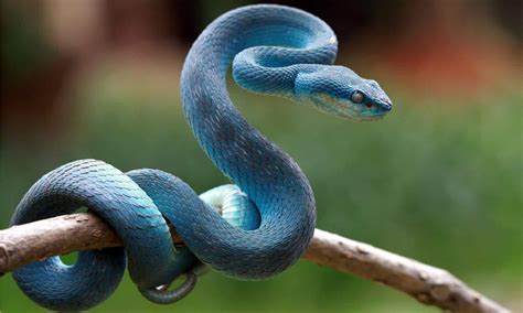 Discover The 10 Most Colorful Snakes In The World A Z Animals