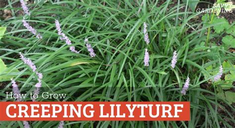 Creeping Lilyturf: A Flowering Perennial Groundcover