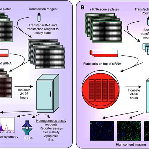 Mechanism of RNAi. RNA interference is initiated when dsRNA is ...