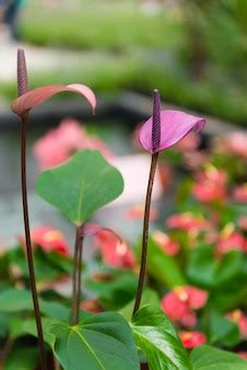 Premium Photo | Purple spadix flower