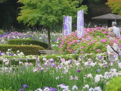 【亀山公園の菖蒲園】アクセス・営業時間・料金情報 じゃらんnet