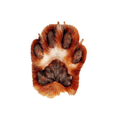 Getting Paw Print From Cat - Infoupdate.org