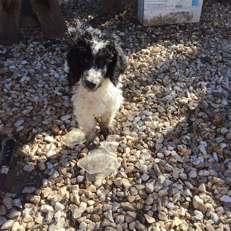 Standard Parti Poodles - This is my boy Mr Motley or Ziggy as he's known now. He was being a