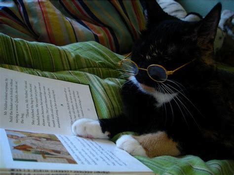 Cats Reading Books (18 pics + 1 gif)